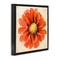Stupell Industries Orange Dahlia Bloom Framed Floater Canvas Wall Art Design by Christine Zalewski